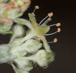 Longleaf buckwheat